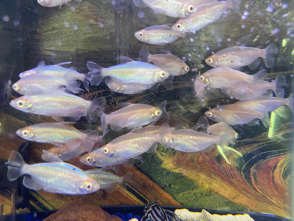 Albino Congo Tetra (Phenacogrammus interruptus)