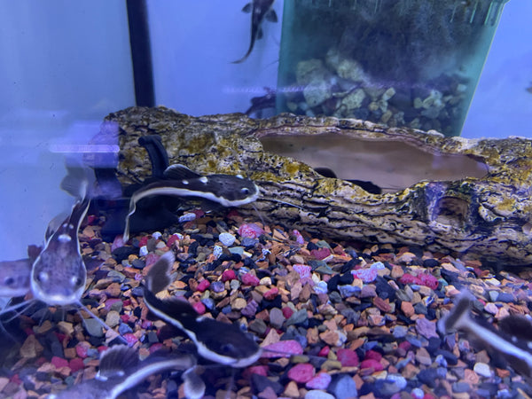 Redtail Catfish (Phractocephalus hemioliopterus)