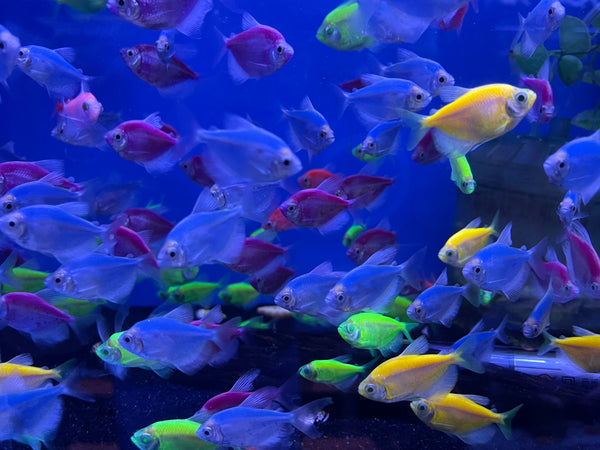 Glo tetra (Gymnocorymbus ternetzi)