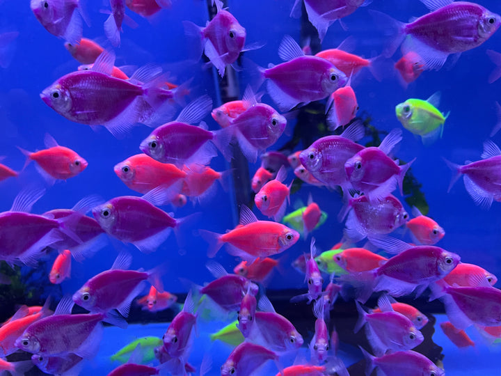 Glo tetra (Gymnocorymbus ternetzi)
