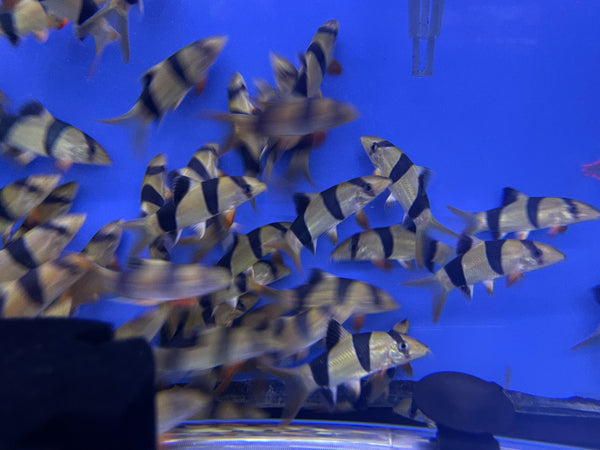 Clown Loach (Chromobotia macracanthus)