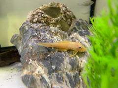 Blue eyed Bristlenose pleco (Ancistrus sp.)