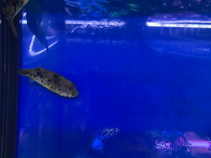 congo box puffer fish Spotted Congo Puffer (Tetraodon schoutedeni)