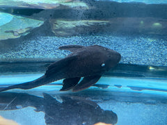 Blue eyed royal pleco (Panaque cochliodon)