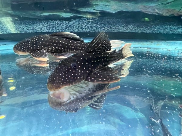 Luteus Pleco phase 1 (Hypostomus luteus)