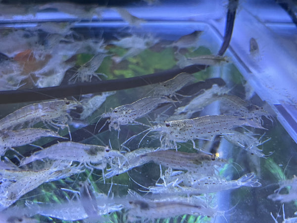 Amano Shrimp (Caridina multidentata)