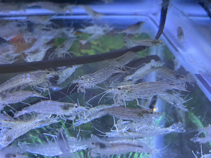 Amano Shrimp (Caridina multidentata)