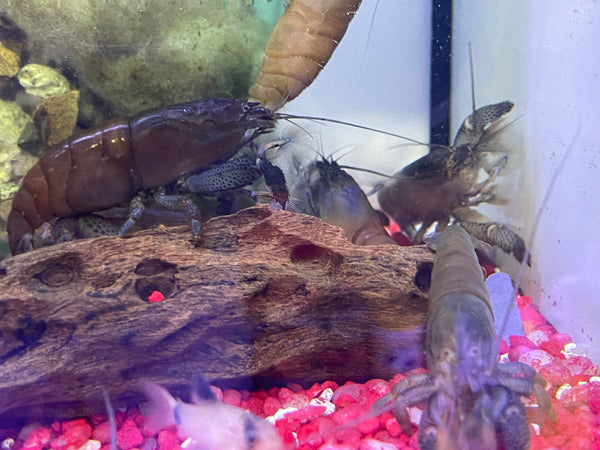 Atya vampire Shrimp