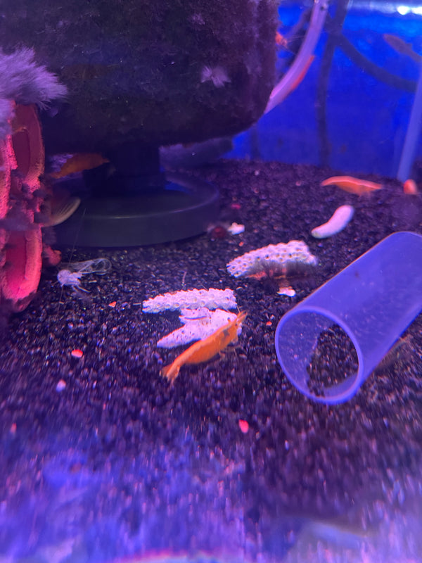 Golden Stripe shrimp (Neocaridina davidi)