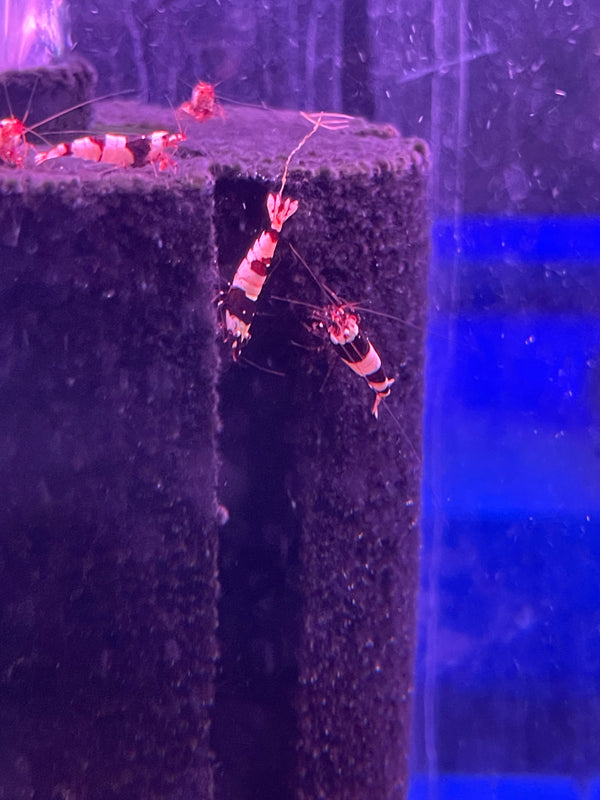 Crystal Black Shrimp ss Grade (Caridina cf. cantonensis)