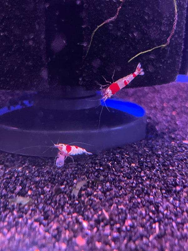 Crystal Red Shrimp ss Grade