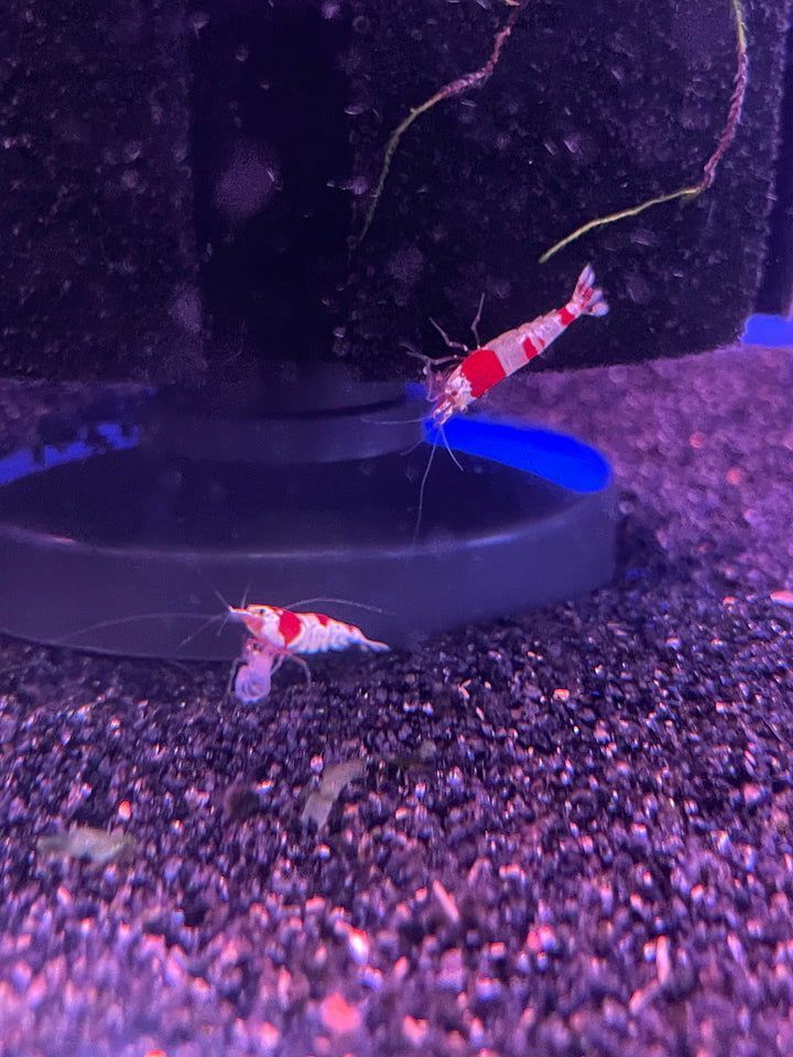 Crystal Red Shrimp ss Grade