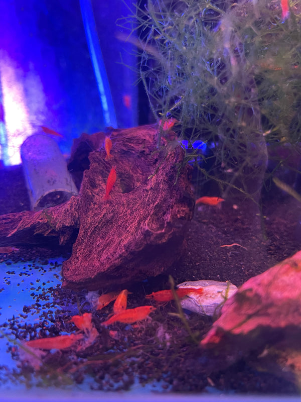 Sunkist Shrimp (Neocaridina davidi)