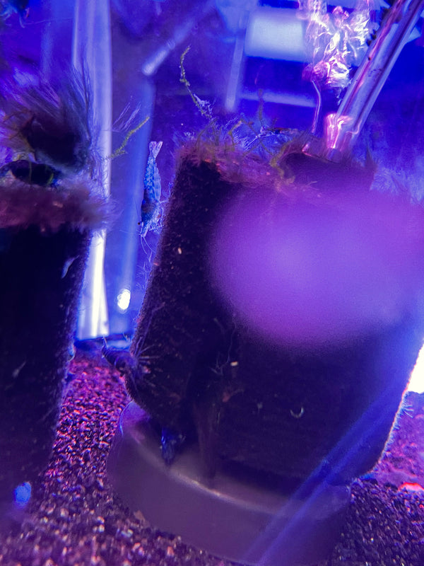 Blue Velvet Shrimp (Neocaridina davidi)
