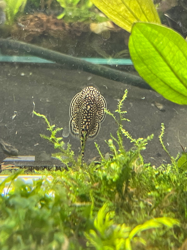 Hillstream Loach (Sewellia lineolata)