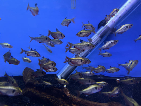 Platinum Serpae Tetra (Hyphessobrycon eques)