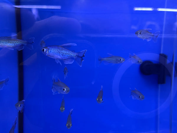 Congo Tetra (Phenacogrammus interruptus)