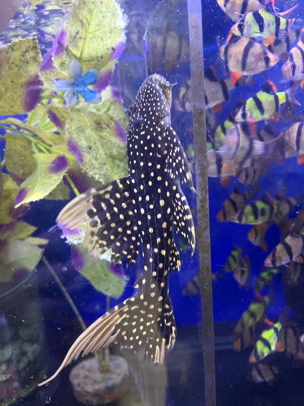 LDA 105 Typhoon pleco (Pseudacanthicus sp)