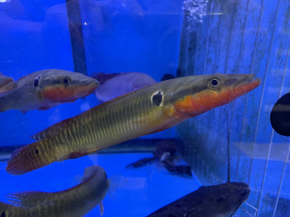 Zebrina Pike Fish (Crenicichla zebrina)
