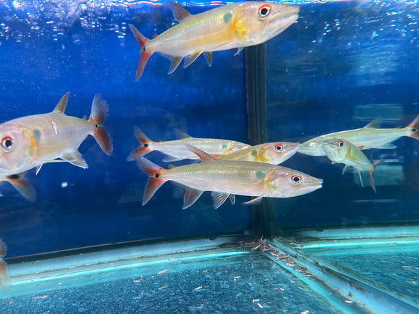 Red Tail Barracuda (Acestrorhynchus falcatus)