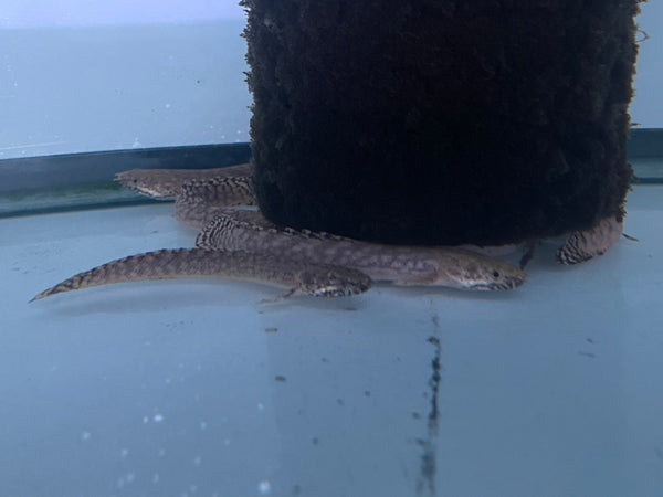 Ornate Polypterus (Polypterus ornatipinnis)