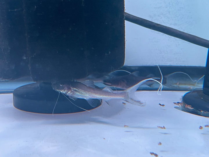Dorado Catfish (Brachyplatystoma rousseauxii)
