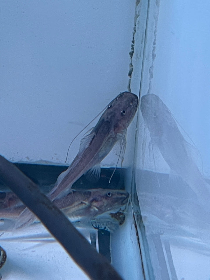 Dorado Catfish (Brachyplatystoma rousseauxii)