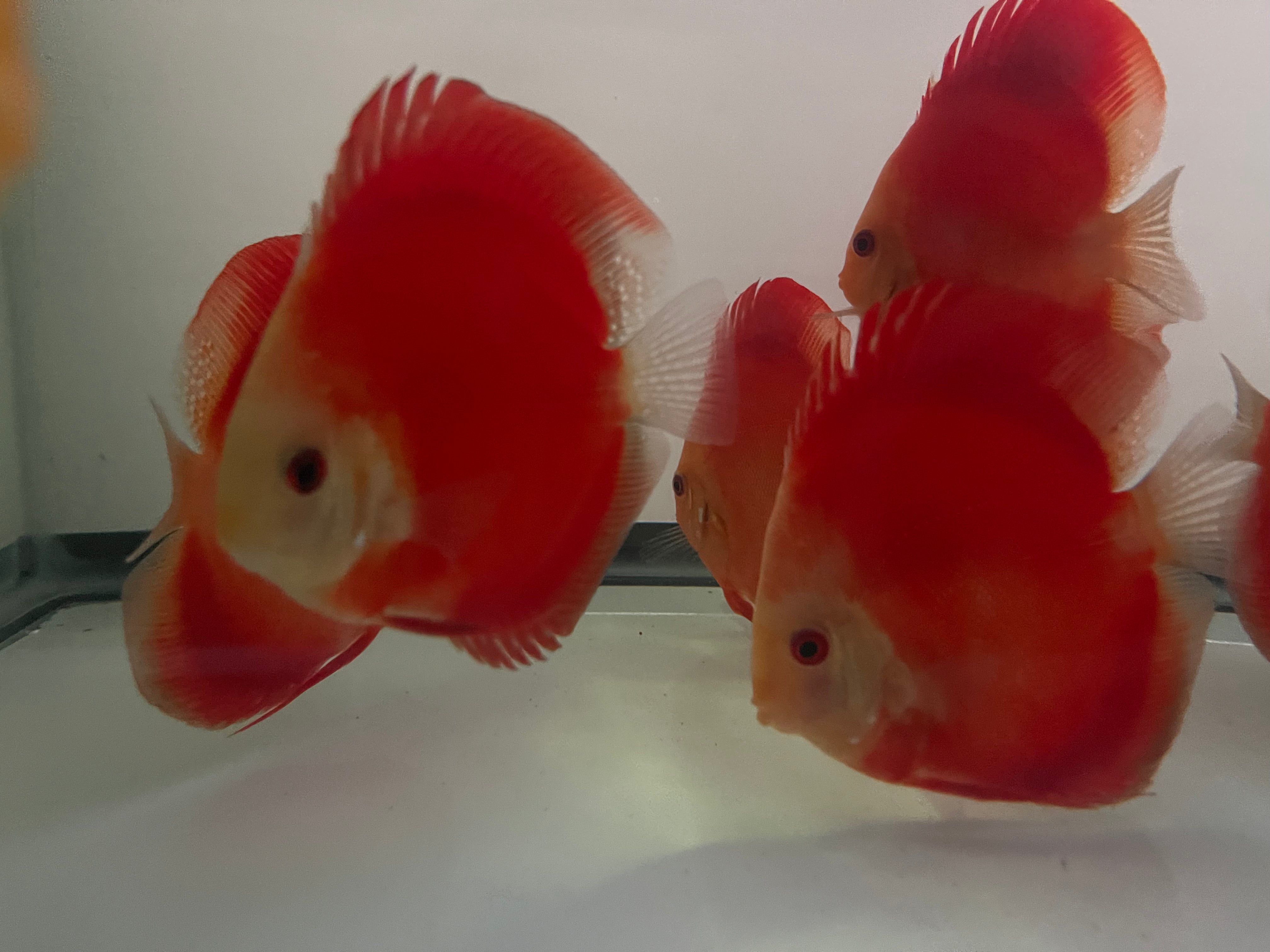 Red Melon Discus (Symphysodon aequifasciatus) – monsteraquariumonline