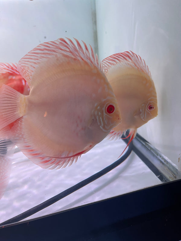 Albino Pigeon Discus (Symphysodon aequifasciatus)