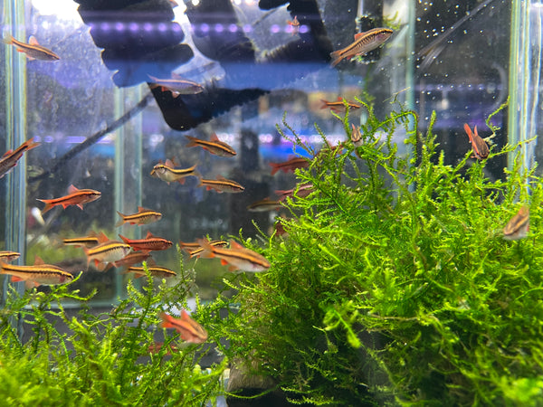 Cherry Barb (Puntius titteya)