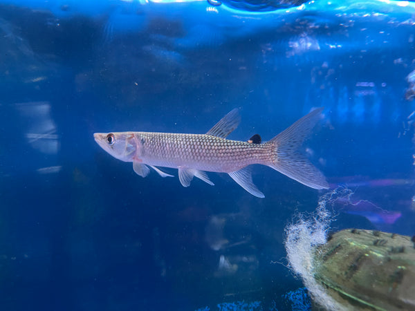 African Pike (Hepsetus odoe )