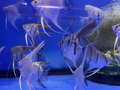 Assorted Angel Fish (Pterophyllum scalare)