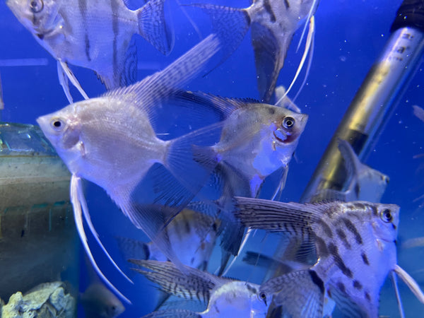 Assorted Angel Fish (Pterophyllum scalare)