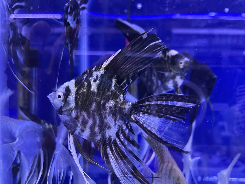 Assorted Angel Fish (Pterophyllum scalare) – monsteraquariumonline