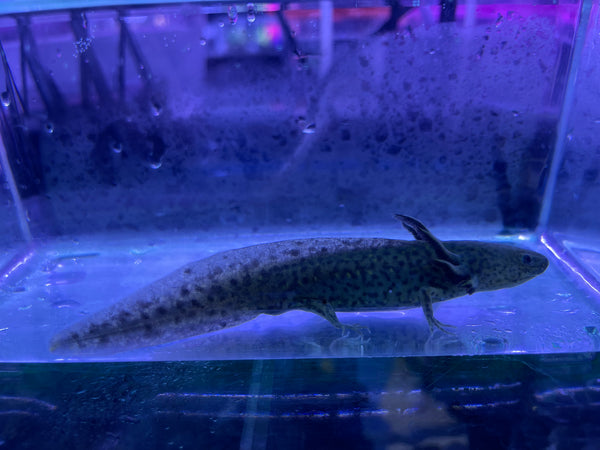 Wild Type Axolotl (Ambystoma mexicanum)