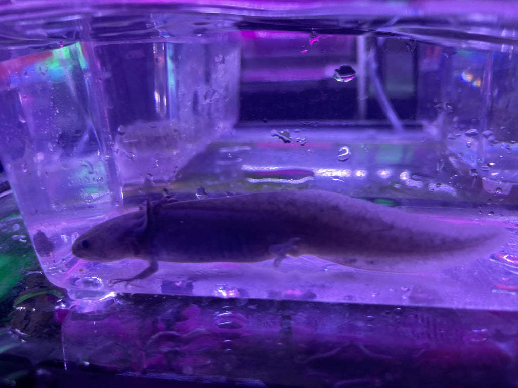 Melanoid Axolotl (Ambystoma mexicanum)