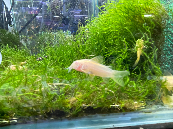 Albino Gold Laser Cory (Corydoras sp. CW010)