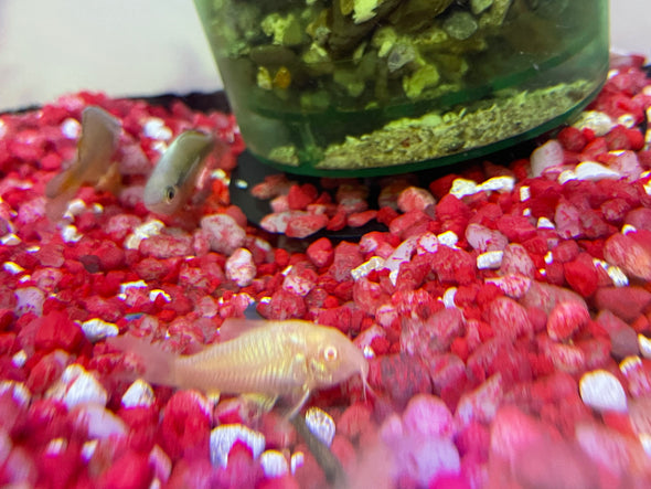 Albino Cory (Corydoras aeneus)