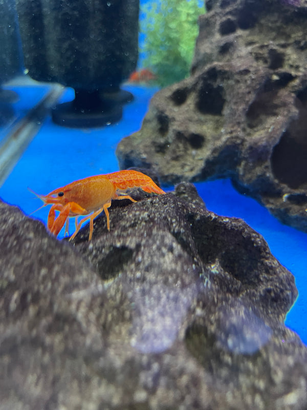 CrayFish (Cambarus sp)