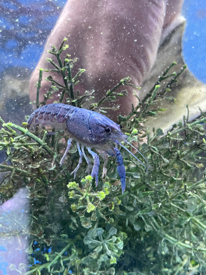 CrayFish (Cambarus sp)