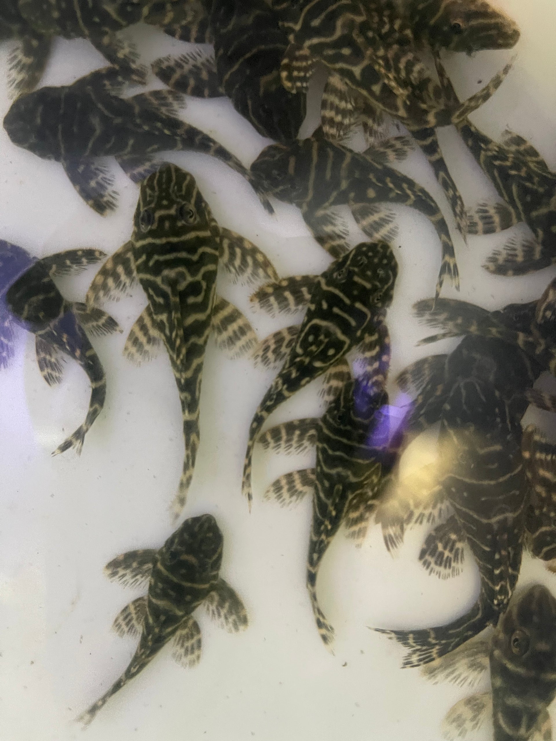 L129 Mega Clown Pleco (HYPANCISTRUS DEBILITTERA