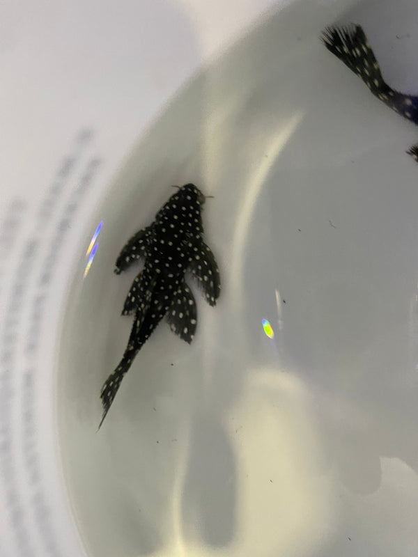 L240 Vampire Pleco (Leporacanthicus cf. galaxias)