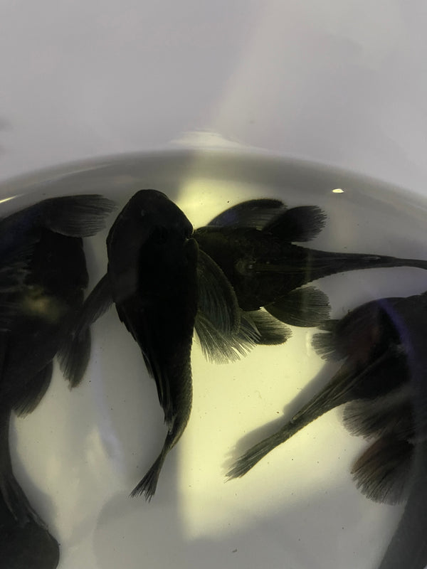 L239 Blue Panaque Pleco (Baryancistrus beggini)
