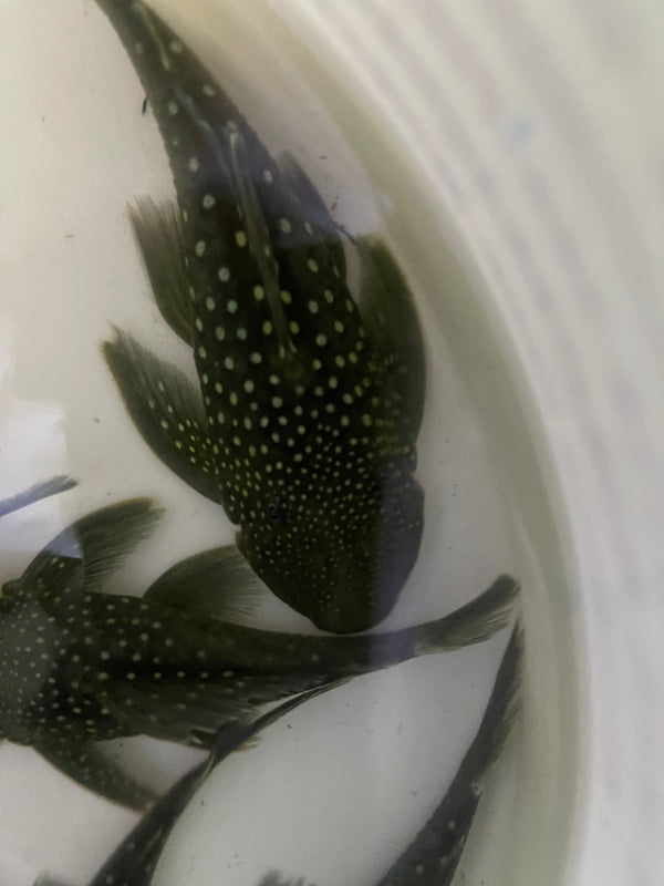 L128 Blue Phantom Pleco (Hemiancistrus sp.)