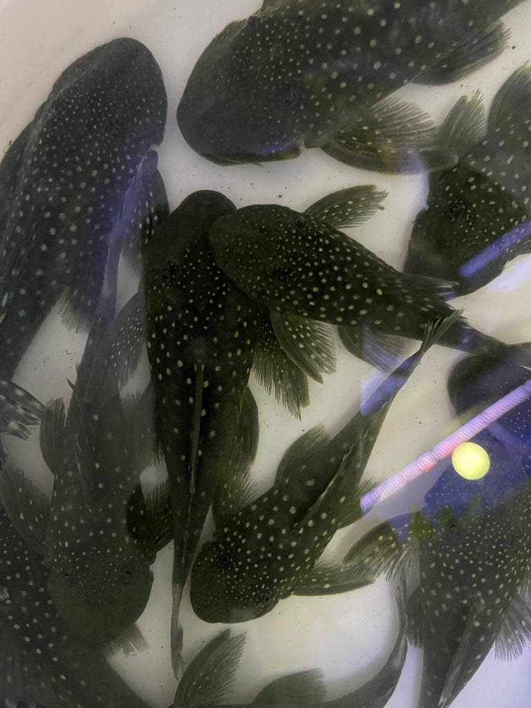 Blue Phantom Pleco For Sale Aquarium Fish