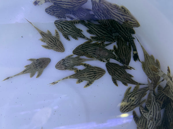 L190 Royal Pleco (PANAQUE NIGROLINEATUS)