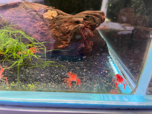 Dwarf Orange Crayfish (Cambarellus patzcuarensis var)