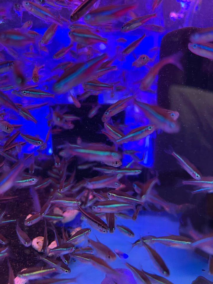 Green Neon Tetra (Paracheirodon simulans)