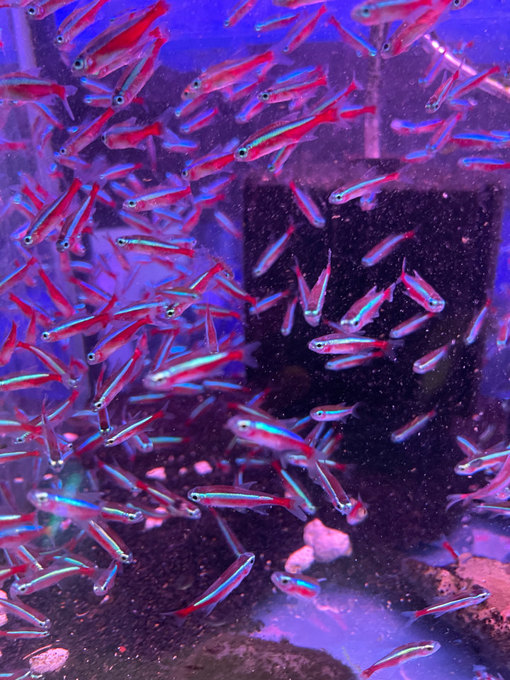 Cardinal Tetra (Paracheirodon axelrodi)