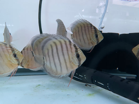 Wild Green Discus (Symphysodon aequifasciatus)